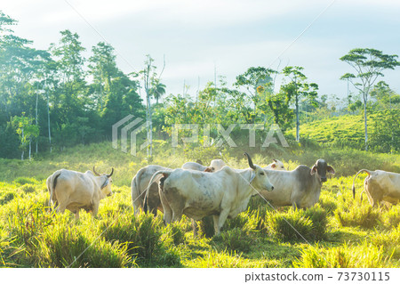 White cow White cow 73730115