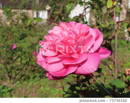 玫瑰Archiduc約瑟夫 玫瑰Archiduc約瑟夫 73730388