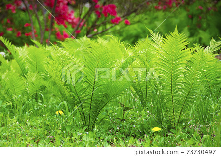 年輕的蕨類植物的美麗的風景 年輕的蕨類植物的美麗的風景 73730497