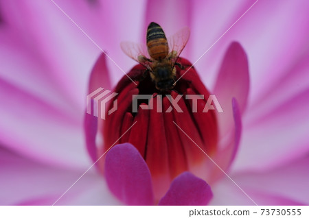 Lotus. Pink. Flower 73730555