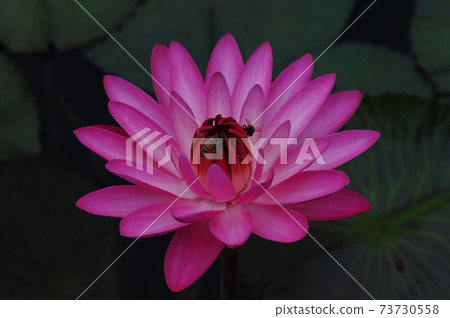Lotus. Pink. Flower 73730558