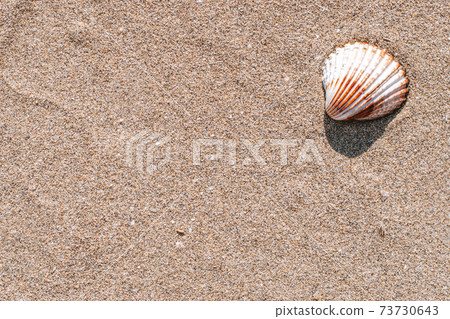 Summer concept background with seashells, shells on sand tropical sea beach. Design of summer vacation holiday concept. 73730643