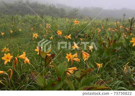 Tsugaike Plateau 73730822