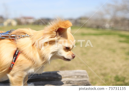 長外套奇瓦瓦 73731135