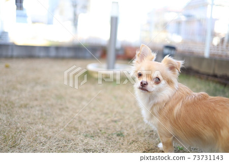 Long coat chihuahua Long coat chihuahua 73731143