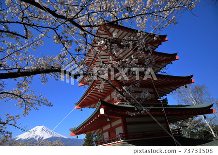 富士山五層塔櫻花盛開 73731508