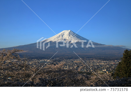富士山五層塔櫻花盛開 富士山五層塔櫻花盛開 73731578