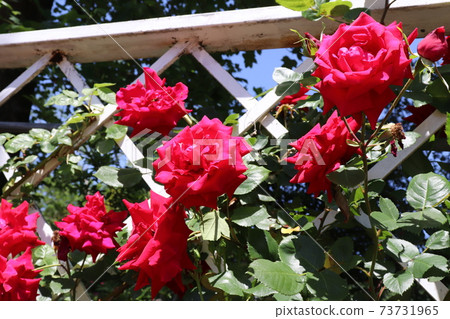 猩紅色的耐用藤蔓玫瑰玫瑰沃爾特叔叔 73731965