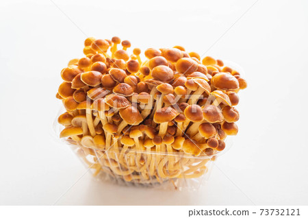Persimmon tree mushroom Persimmon tree mushroom 73732121