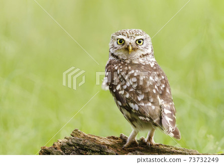 Little owl perched on a tree against green background Little owl perched on a tree against green background 73732249