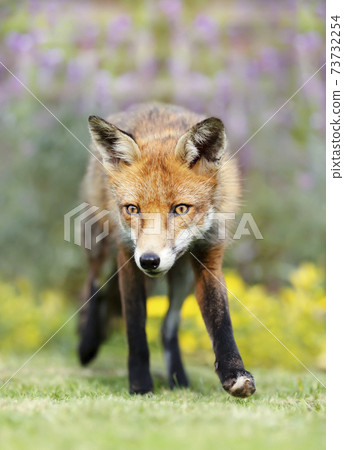 Close up of a red fox in summer against yellow flowers Close up of a red fox in summer against yellow flowers 73732254