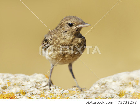 Close up of a juvenile Pied Wheatear 73732258