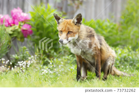Red fox sitting in a meadow in summer 73732262
