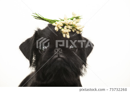 image of dog white background 73732268