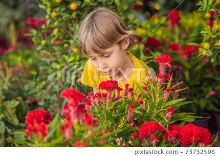 Caucasian tourist boy in Tet holidays. Vietnam Chinese Lunar New Year in springtime Caucasian tourist boy in Tet holidays. Vietnam Chinese Lunar New Year in springtime 73732598
