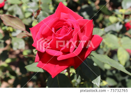 Antonia Ridge, a velvety red rose 73732765