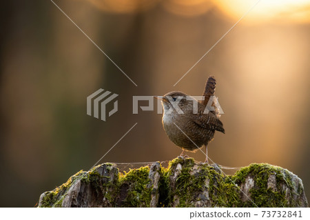 Little eurasian wren sitting on tree stump in spring sunset Little eurasian wren sitting on tree stump in spring sunset 73732841