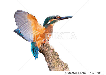 Young common kingfisher with spread wings cut out on blank Young common kingfisher with spread wings cut out on blank 73732843