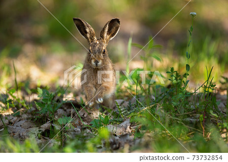 Cute brown hare jumping closer on grass in spring nature Cute brown hare jumping closer on grass in spring nature 73732854