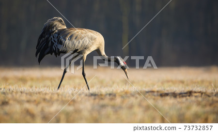 Common crane searching for food in dry grass in autumn nature Common crane searching for food in dry grass in autumn nature 73732857