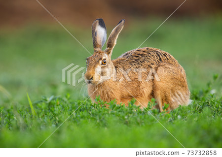 Brown hare looking on grass in springtime nature. Brown hare looking on grass in springtime nature. 73732858