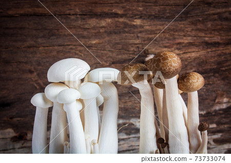 Shimeji mushroom or White beech mushroom on rustic wooden background. Shimeji mushroom or White beech mushroom on rustic wooden background. 73733074
