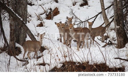 Wild deer standing in the snow 73733180