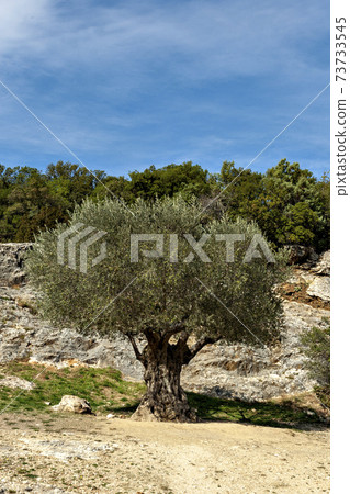 Olive trees cultivated on French farms Olive trees cultivated on French farms 73733545