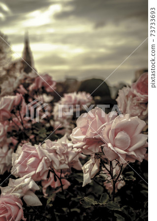 Withering roses Withering roses 73733693