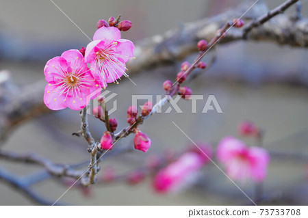 冬季開始盛開的梅花 冬季開始盛開的梅花 73733708