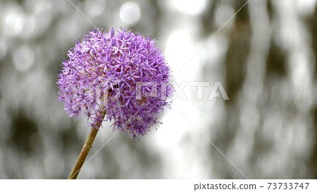 Allium Globemaster Allium Globemaster 73733747