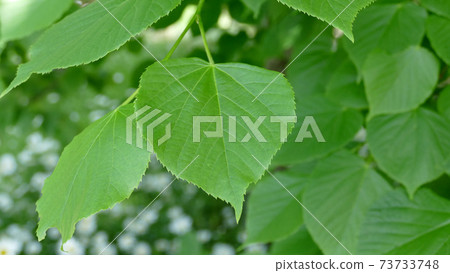 蒂莉亞x 蒂莉亞x 73733748