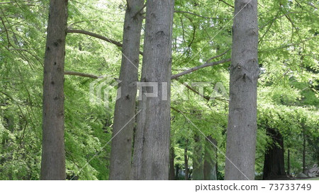 Bald cypress Numasugi Bald cypress Numasugi 73733749