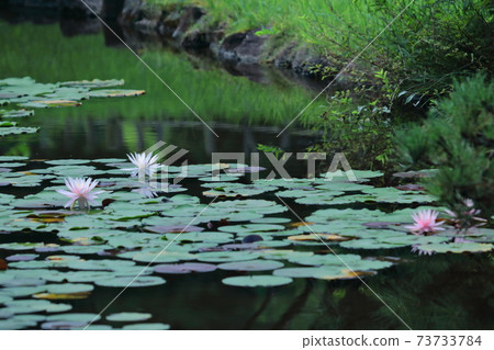 Floating elegantly on the surface of the water Floating elegantly on the surface of the water 73733784