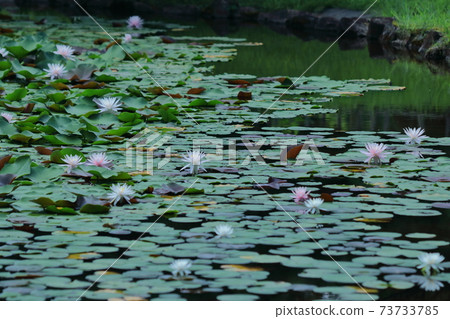 Floating elegantly on the surface of the water Floating elegantly on the surface of the water 73733785