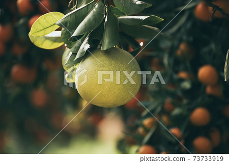 Pomelo fruit in garden Pomelo fruit in garden 73733919