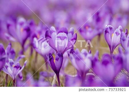 Spring crocus flowers Spring crocus flowers 73733921