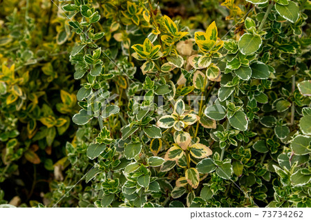 Euonymus fortunei. Yellow and green leaves of euonymus fortunei. Euonymus fortunei. Yellow and green leaves of euonymus fortunei. 73734262