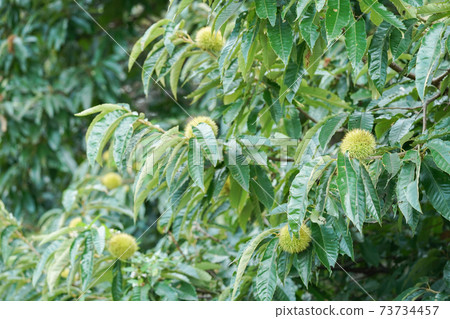 Chestnut tree chestnut 73734457