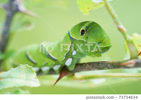 燕尾幼蟲在日本胡椒的陰影下 73734634