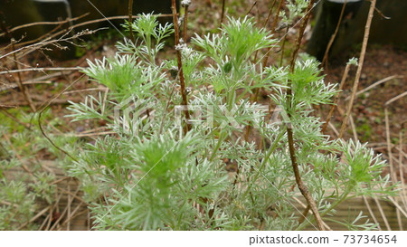 Capillary wormwood Kawahara Ho 73734654