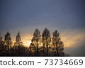 Tree at dusk 73734669