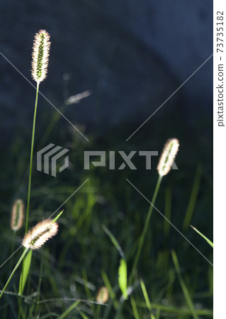The beauty of dog grass taken against the backdrop The beauty of dog grass taken against the backdrop 73735182