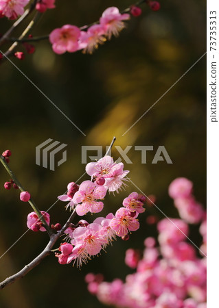 梅花在早春 73735313