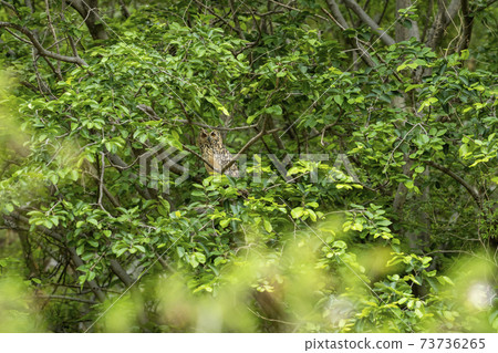 Indian eagle or rock eagle or Bengal eagle-owl or large horned owl or Bubo bengalensis perched on natural green tree in during monsoon safari at forest of central india 73736265