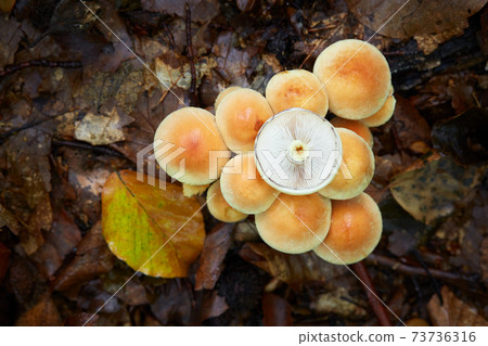 Hypholoma lateritium 73736316