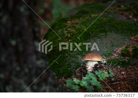 Boletus edulis 73736317