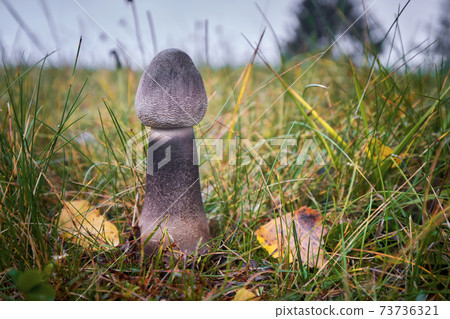 Macrolepiota procera Macrolepiota procera 73736321