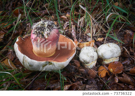 Rubroboletus satanas Rubroboletus satanas 73736322