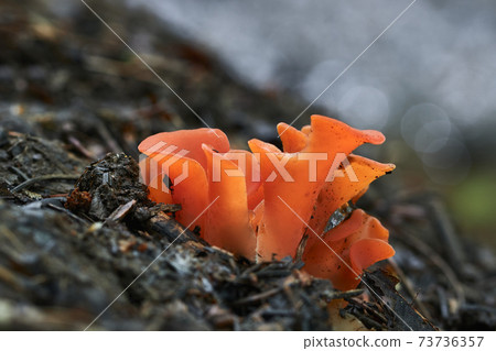 Guepinia helvelloides Guepinia helvelloides 73736357